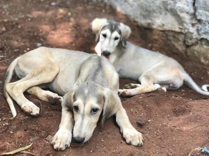 DogsIndia.com - Saluki - JeniRich Kennels - John