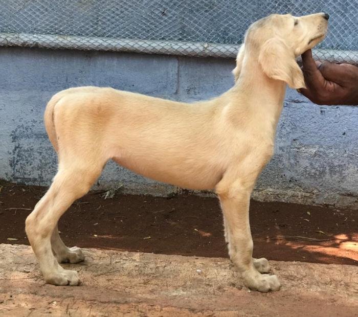 DogsIndia.com - Saluki - JeniRich Kennels - John