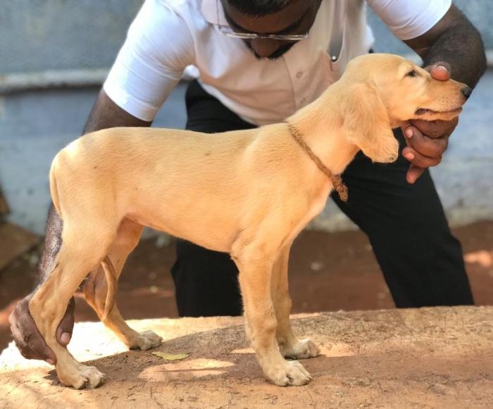 DogsIndia.com - Saluki - JeniRich Kennels - John
