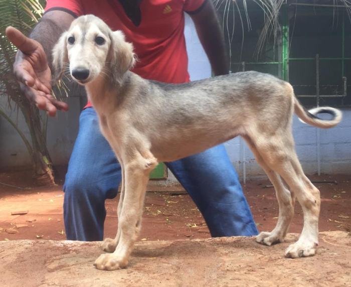 DogsIndia.com - Saluki - JeniRich Kennels - John