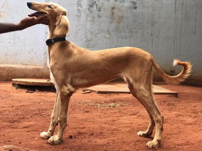 DogsIndia.com - Saluki - JeniRich Kennels - John
