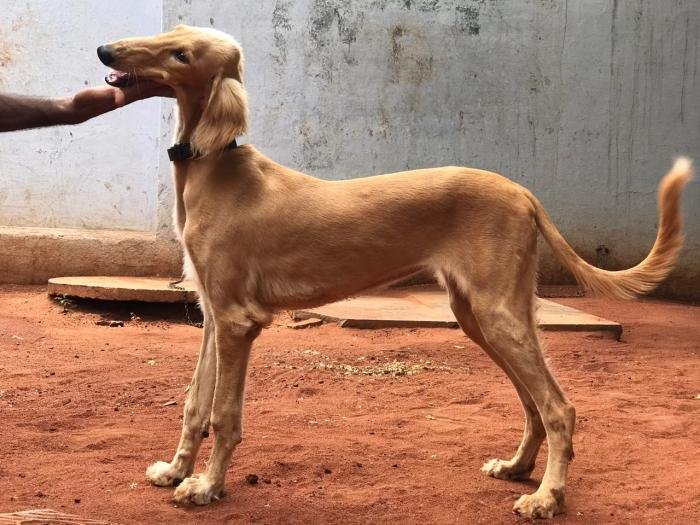 DogsIndia.com - Saluki - JeniRich Kennels - John