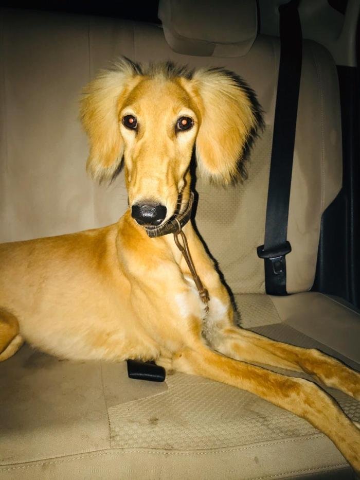 DogsIndia.com - Saluki - JeniRich Kennels - John