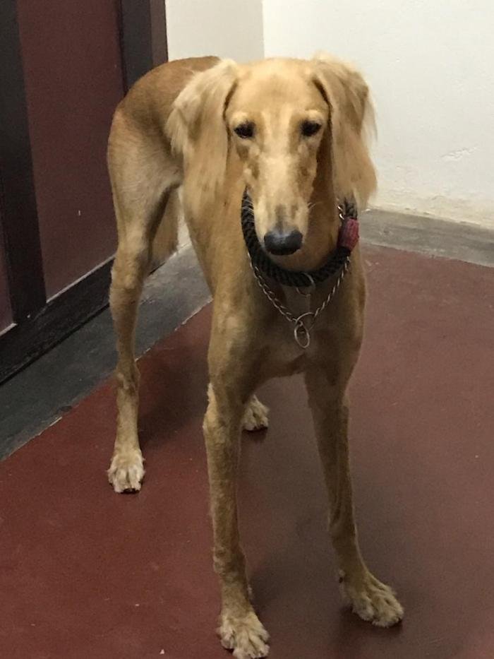 DogsIndia.com - Saluki - JeniRich Kennels - John