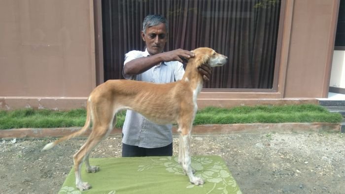 DogsIndia.com Saluki Kingshill Kennels
