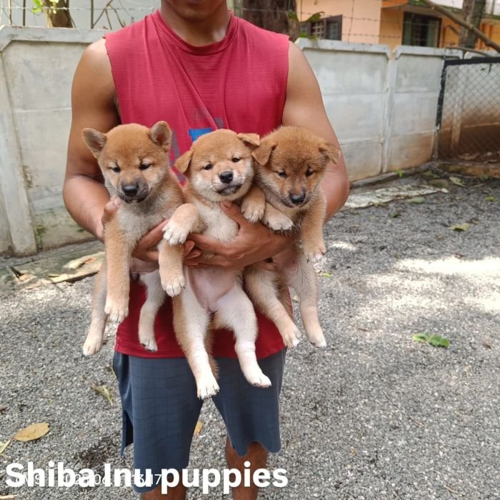 DogsIndia.com - Shiba Inu - Kiran Jose