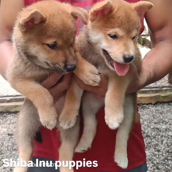 DogsIndia.com - Shiba Inu - Kiran Jose