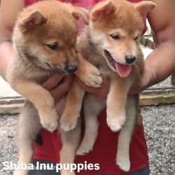 DogsIndia.com - Shiba Inu - Kiran Jose