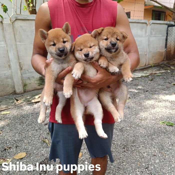 DogsIndia.com - Shiba Inu - Kiran Jose