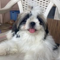 DogsIndia.com - Shih Tzu - Ajit Kennels