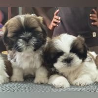 DogsIndia.com - Shih Tzu - Hari