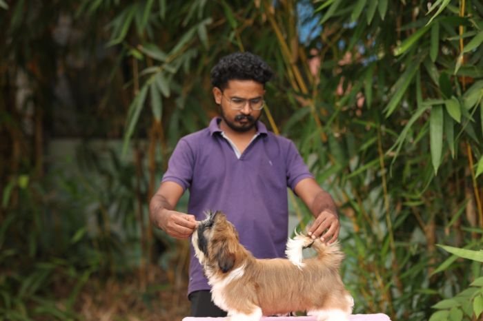 DogsIndia.com - Shih Tzu - Hari
