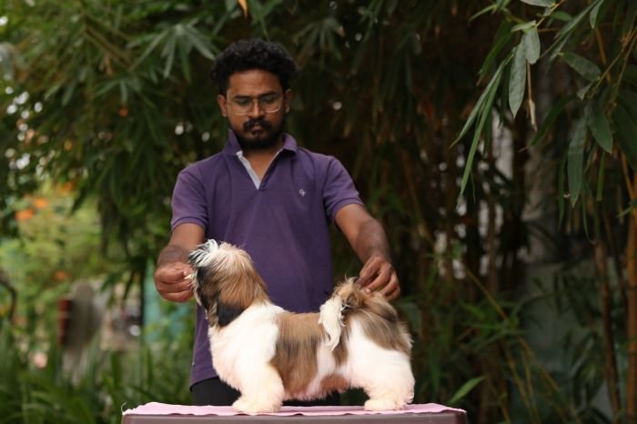 DogsIndia.com - Shih Tzu - Hari