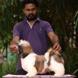 DogsIndia.com - Shih Tzu - Hari