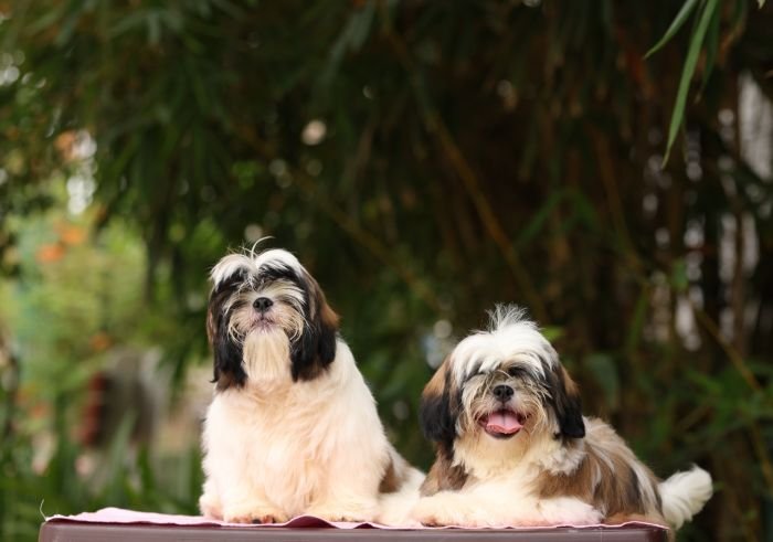 DogsIndia.com - Shih Tzu - Hari