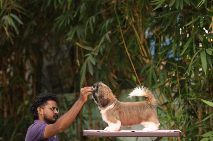 DogsIndia.com - Shih Tzu - Hari