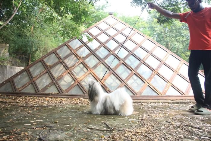 DogsIndia.com - Shih Tzu - Hari