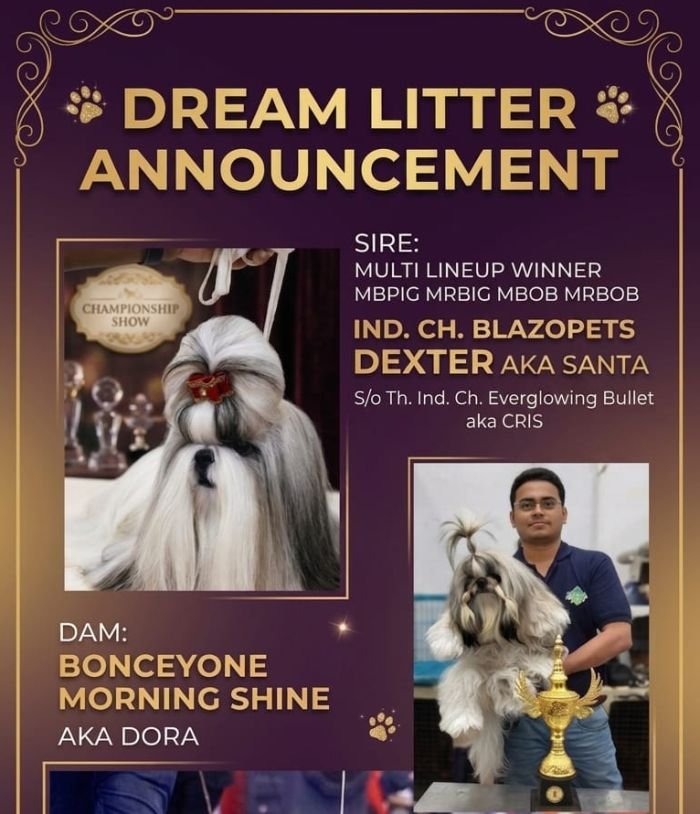 DogsIndia.com - Shih Tzu - Hari