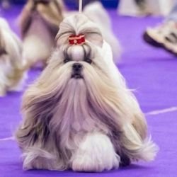 DogsIndia.com - Shih Tzu - Hari