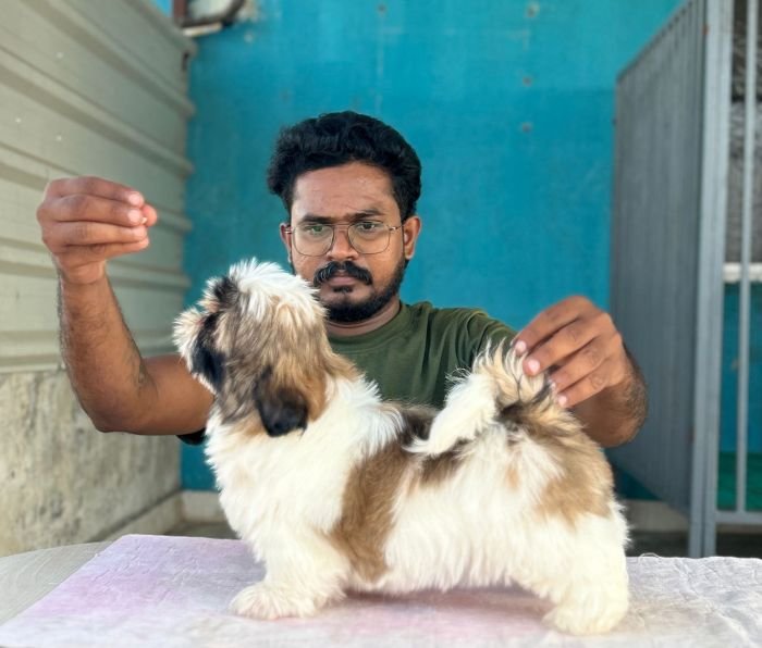 DogsIndia.com - Shih Tzu - Hari