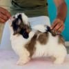 DogsIndia.com - Shih Tzu - Hari