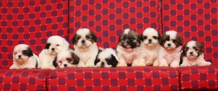 DogsIndia.com - Shih Tzu - Candle Light's Kennel