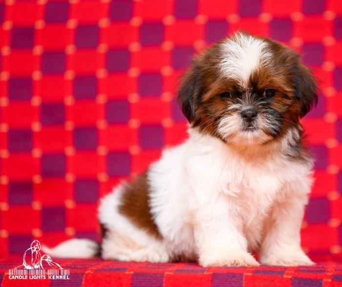 DogsIndia.com - Shih Tzu - Candle Light's Kennel