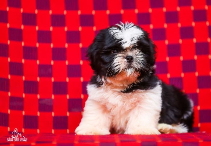 DogsIndia.com - Shih Tzu - Candle Light's Kennel