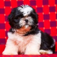 DogsIndia.com - Shih Tzu - Candle Light's Kennel