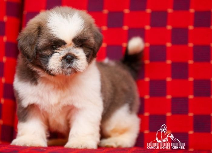 DogsIndia.com - Shih Tzu - Candle Light's Kennel