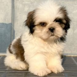 DogsIndia.com - Shih Tzu - Shyam