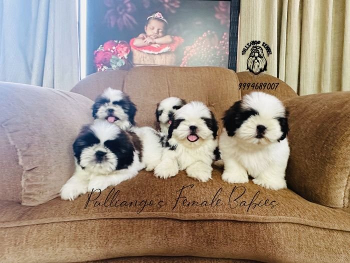 DogsIndia.com - Shih Tzu - Sruban Girish - Pulliango Kennels