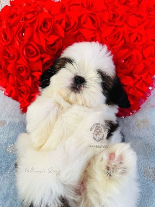 DogsIndia.com - Shih Tzu - Sruban Girish - Pulliango Kennels