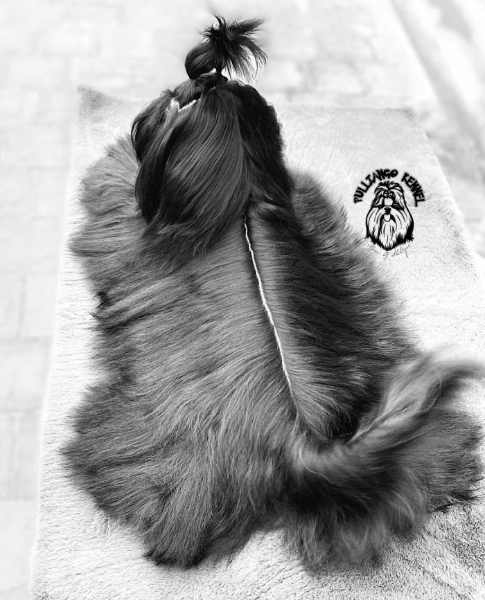 DogsIndia.com - Shih Tzu - Pulliango