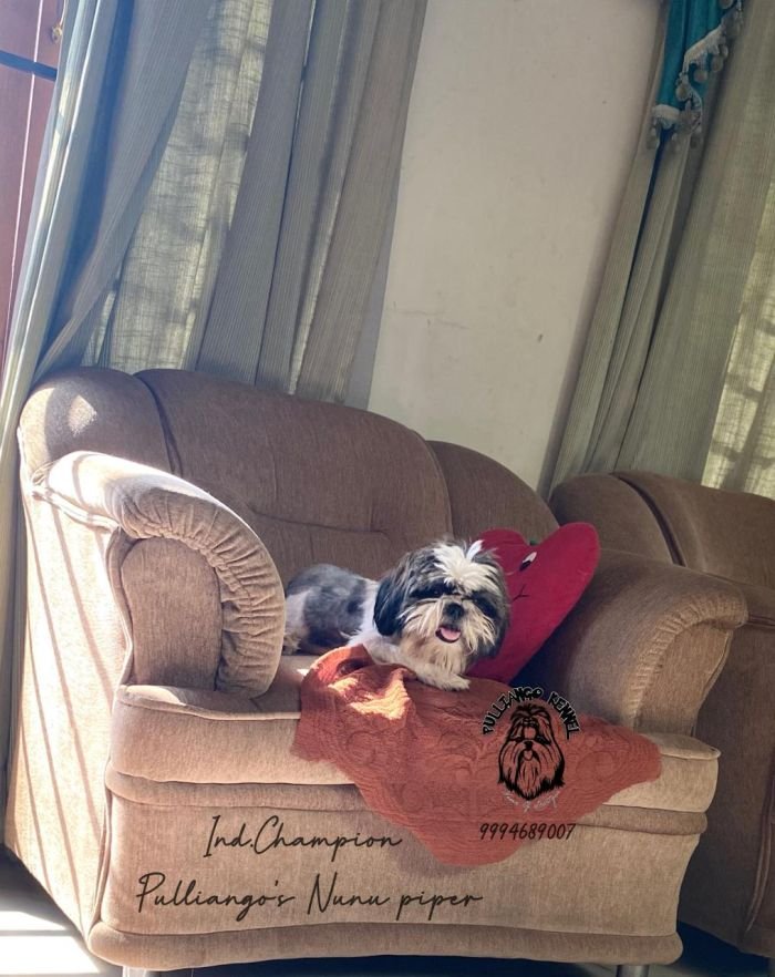 DogsIndia.com - Shih Tzu - Pulliango