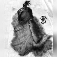 DogsIndia.com - Shih Tzu - Pulliango