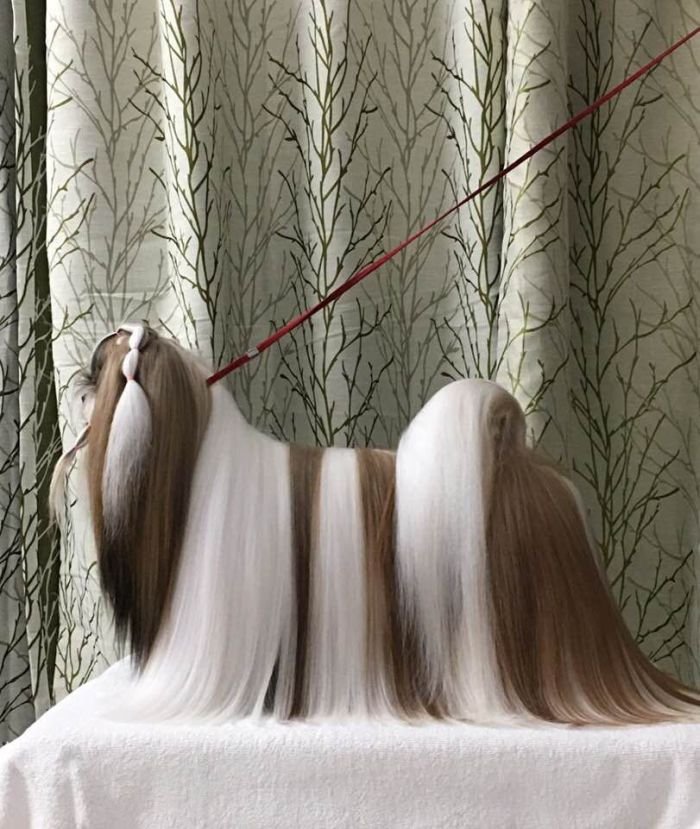 DogsIndia.com - Shih Tzu - Pulliango