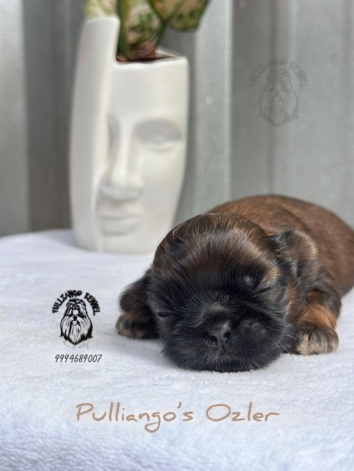 DogsIndia.com - Shih Tzu - Pulliango