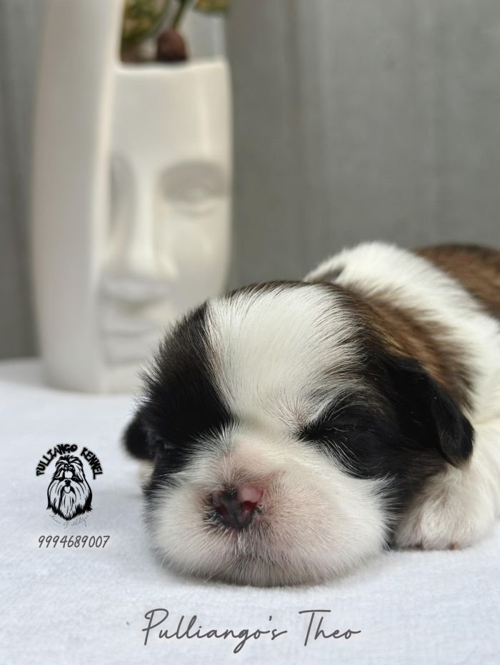 DogsIndia.com - Shih Tzu - Pulliango
