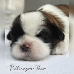 DogsIndia.com - Shih Tzu - Pulliango
