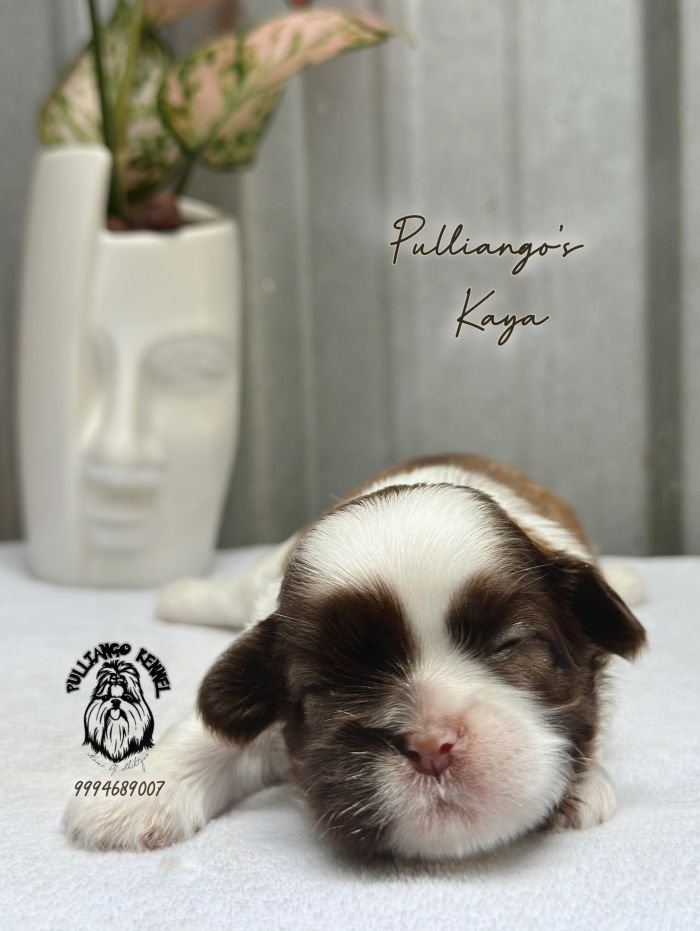 DogsIndia.com - Shih Tzu - Pulliango