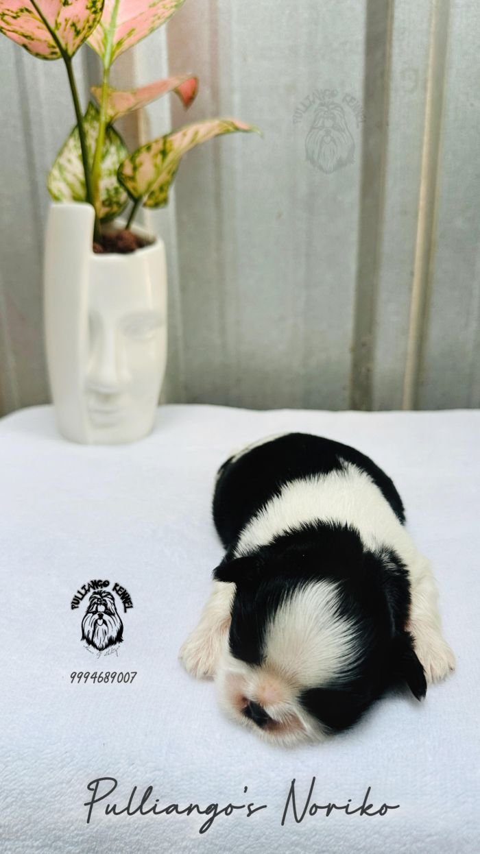 DogsIndia.com - Shih Tzu - Pulliango