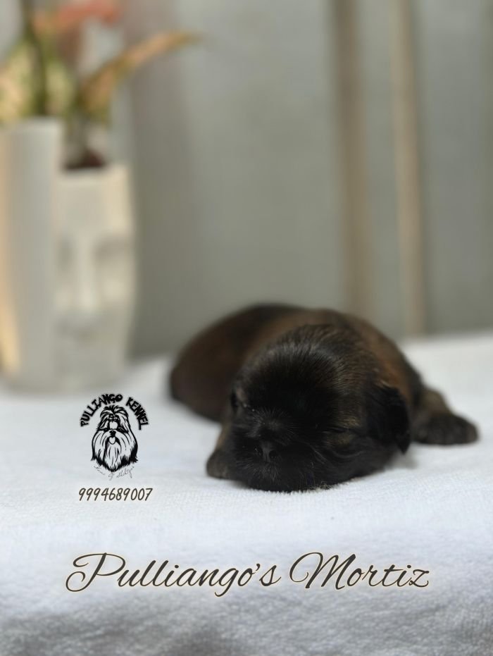 DogsIndia.com - Shih Tzu - Pulliango