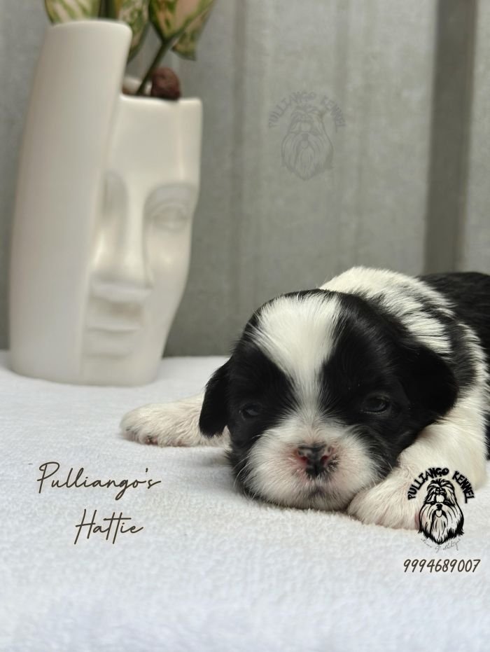 DogsIndia.com - Shih Tzu - Pulliango