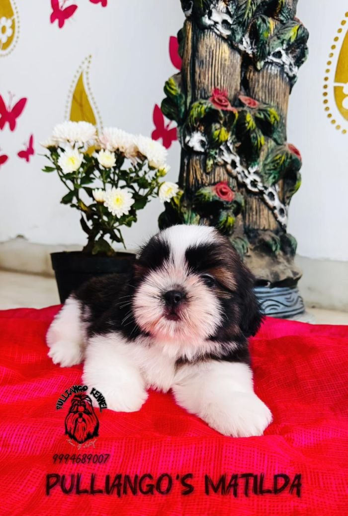 DogsIndia.com - Shih Tzu - Pulliango