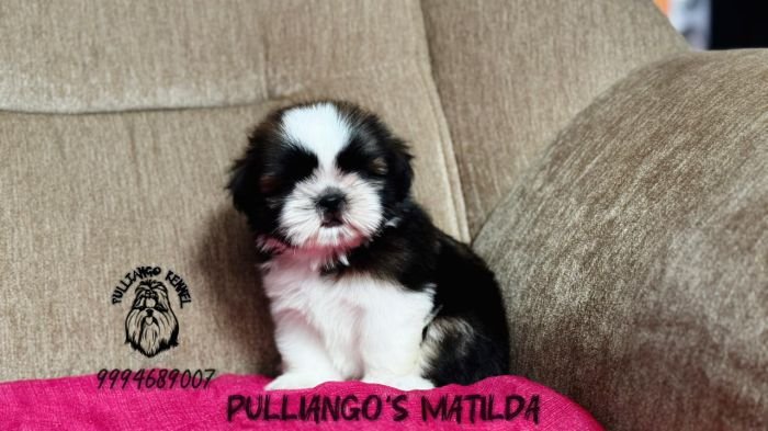 DogsIndia.com - Shih Tzu - Pulliango