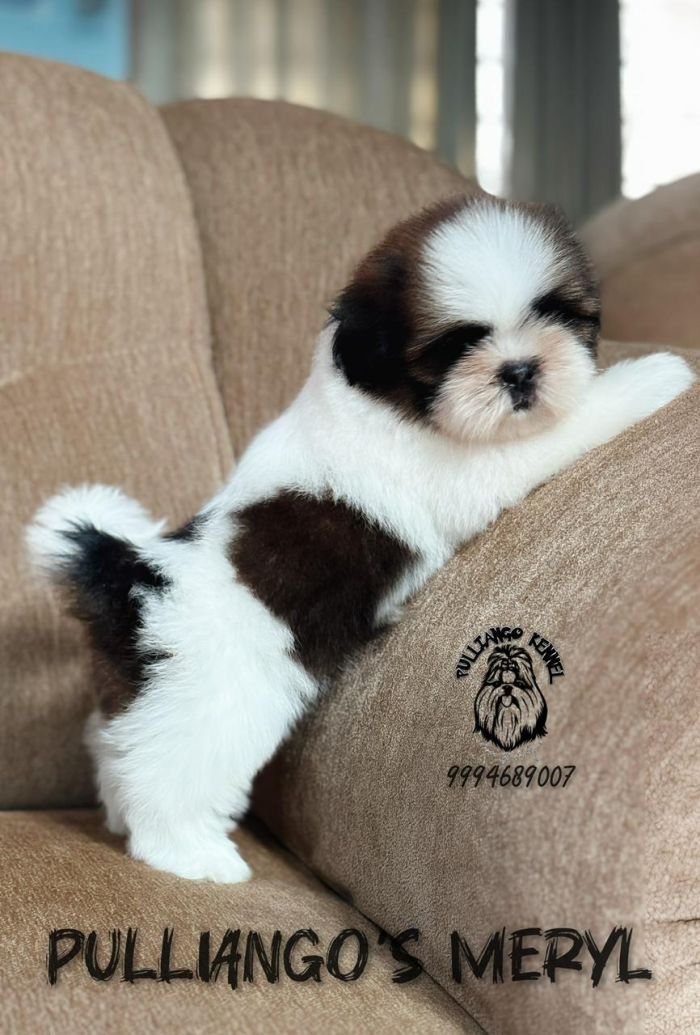 DogsIndia.com - Shih Tzu - Pulliango