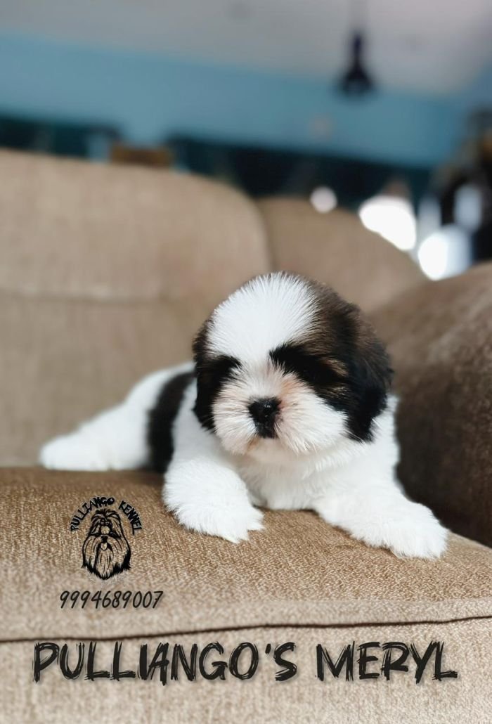 DogsIndia.com - Shih Tzu - Pulliango