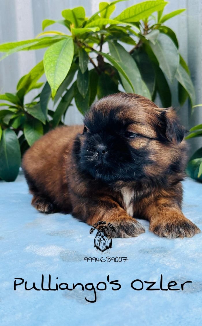 DogsIndia.com - Shih Tzu - Pulliango