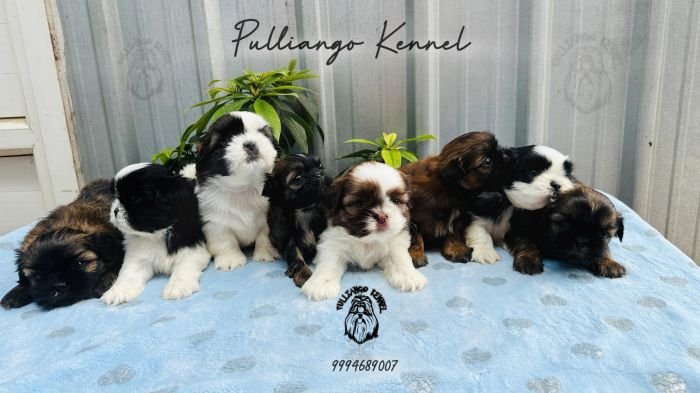 DogsIndia.com - Shih Tzu - Pulliango